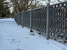 Депутат Хмелевской не нашел снегоуборочную технику в Краснодаре