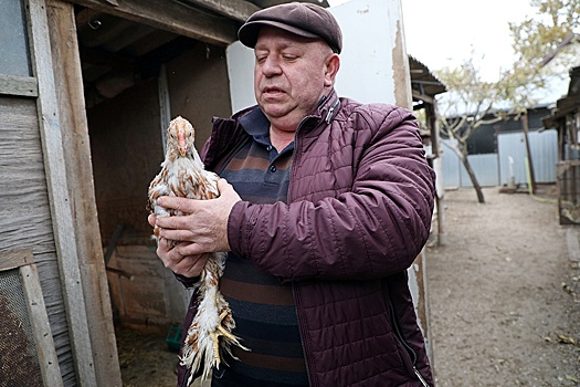 Житель кубанской станицы коллекционирует кур редких пород со всего света