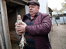 Житель кубанской станицы коллекционирует кур редких пород со всего света