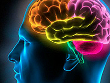 Ученые обнаружили нейронную цепь, позволяющую человеку отличать речь от шума