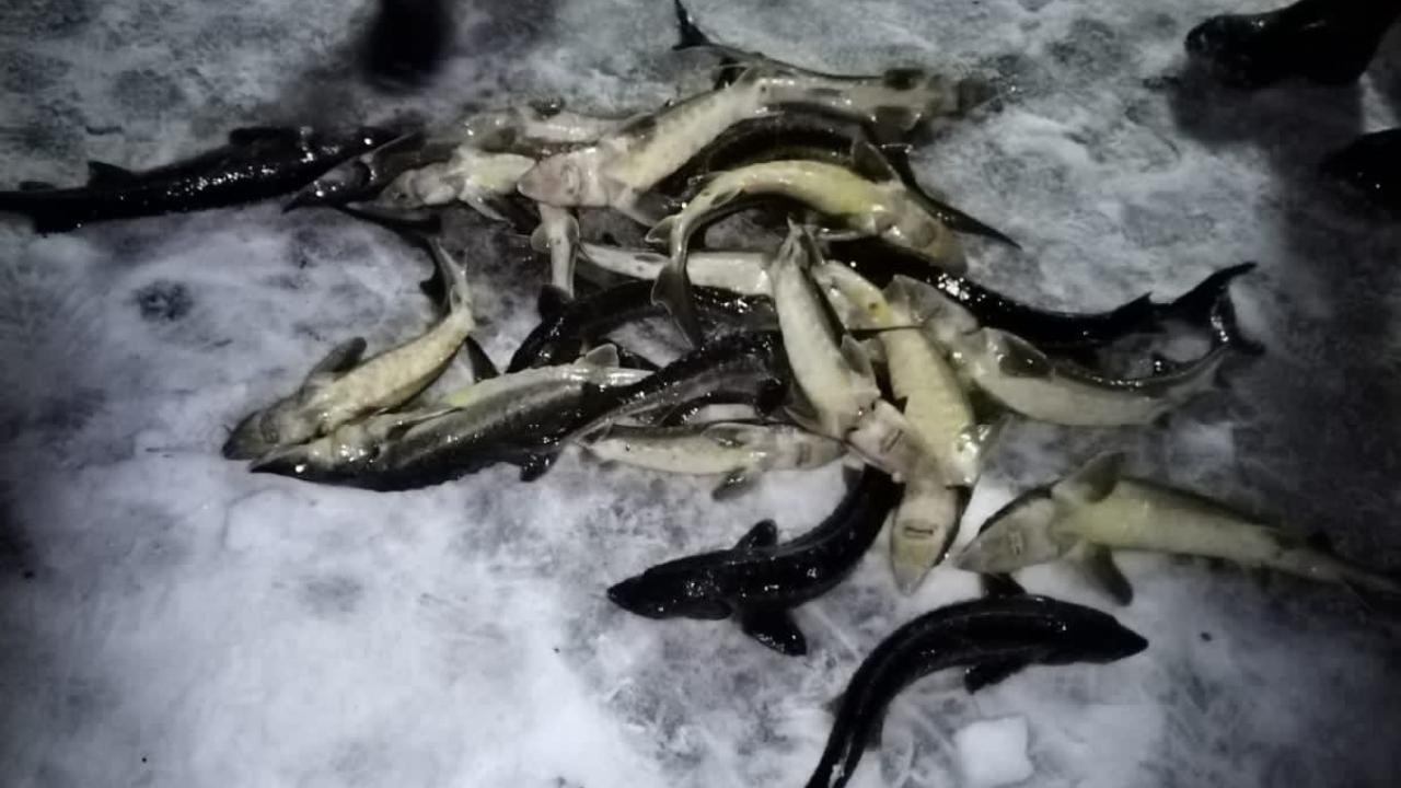 Сотрудники полиции пресекли незаконную добычу рыбы на озере Песьво в Тверской области