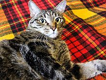 Котики нашей редакции
