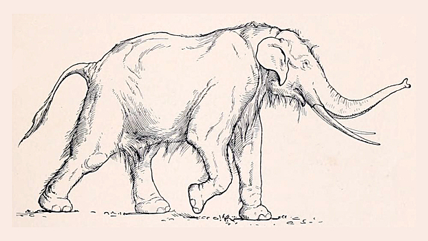 Обнаружен прямой бивень слона, бродившего по Евразии 500 000 лет назад