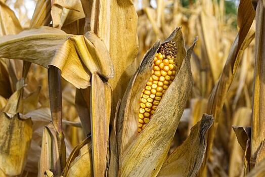 Изменение климата нанесет двойной удар по кукурузному поясу США