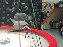 Пилот "Формулы-1" Льюис Хэмилтон осудил обращение со слонами в Казанском цирке