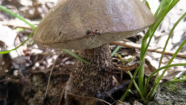 «Это не аномалия»: учёные объяснили раннее появление первых грибов в Ноябрьске