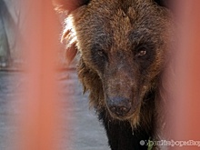 На пермяка напал медведь