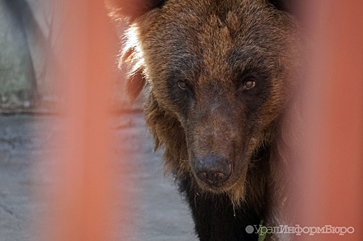 В Тюменской области медведь задрал грибника