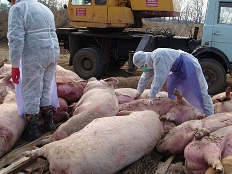 Африканская чума свиней грозит уничтожением свиноводческой отрасли Сербии