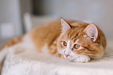 Саркома у кошек – симптомы и лечение