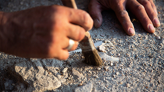 Открытие 551-миллионных окаменелостей изменило историю древней жизни