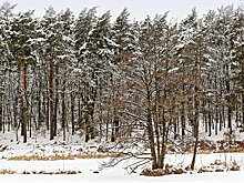Царская охота под Киевом. «Такого даже при Януковиче не было»