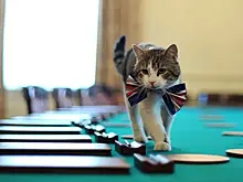 Усатые помощники, которых не смущает то, что у них лапки