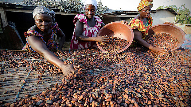 Цены на какао-бобы обвалились впервые с 2008 года