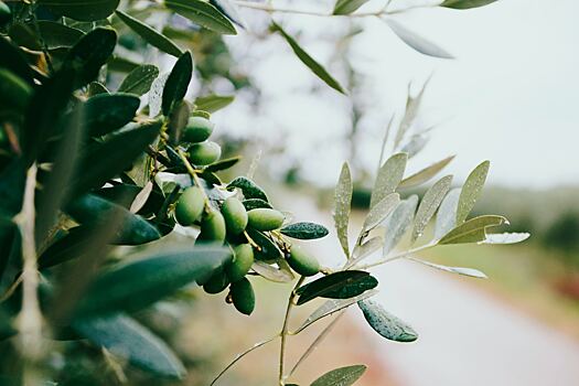 Мясников развеял миф о пользе оливкового масла