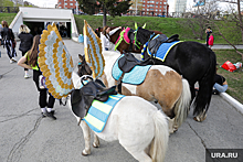 Тюменцы призывают запретить катание на лошадях по городу