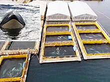 Кусто спасет косаток и белух из "китовой тюрьмы"