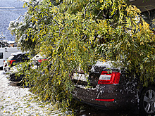 Борьба со стихией: что делать, если на ваш автомобиль упало дерево?