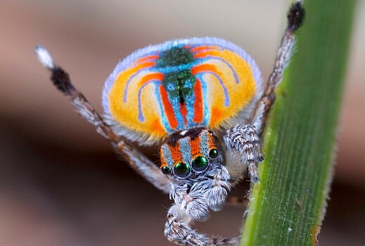 Каких животных можно обмануть оптическими иллюзиями?