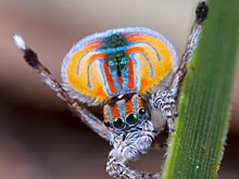 Каких животных можно обмануть оптическими иллюзиями?