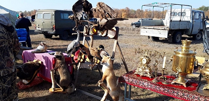 Выставка охотничьих собак в Волгоградской области привлекла 100 энтузиастов
