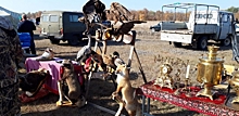 Выставка охотничьих собак в Волгоградской области привлекла 100 энтузиастов