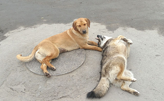 В Курском районе объявлен контракт на 300 тысяч рублей на отлов бездомных собак