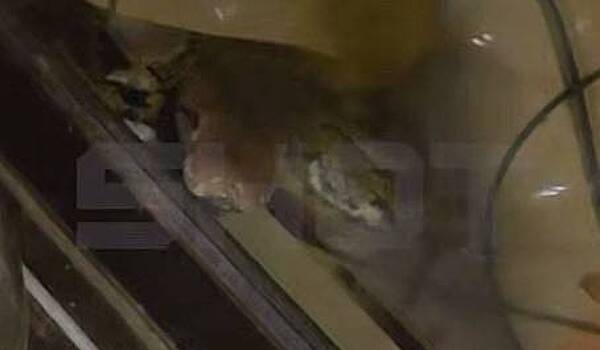 Питон заполз в жилье туриста из России в Таиланде и попал на видео