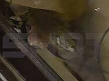 Питон заполз в жилье туриста из России в Таиланде и попал на видео