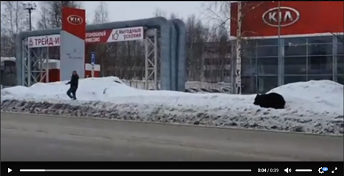 В Нижневартовске поймали медведя, гонявшегося по улицам за прохожими