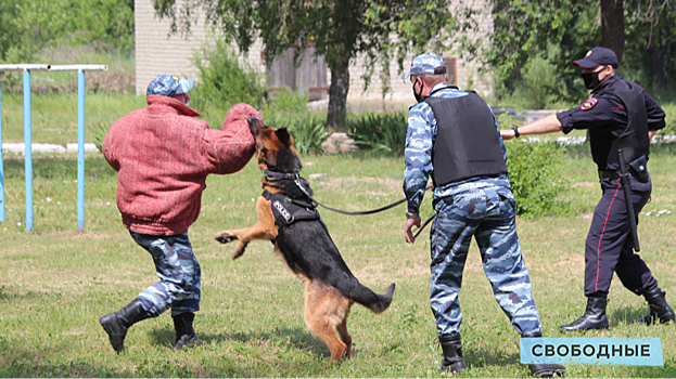 Саратовские полицейские провели показательные выступления с использованием служебных собак