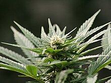 Svenska Dagbladet (Швеция): вещество, которое превратило коноплю в новое золото