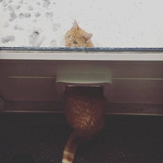 Когда сказала коту пойти «подышать воздухом».