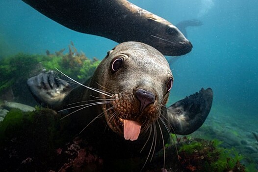 Дарвиновский музей организует фотофестиваль «Дикий подводный мир»