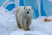 Новосибирская белая медведица переехала в Удмуртию
