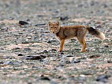 Самые смешные мемы про лис