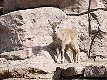 Детеныш голубого барана родился в Московском зоопарке