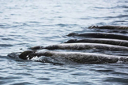 Двести китов погибли, выбросившись на мель в Австралии