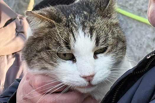 Спасенная в крымском "Ласточкином гнезде" кошка Муся выздоровела