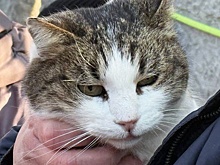 Спасенная в крымском "Ласточкином гнезде" кошка Муся выздоровела