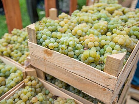 Более 13 тыс га виноградников пострадали на Кубани из-за непогоды