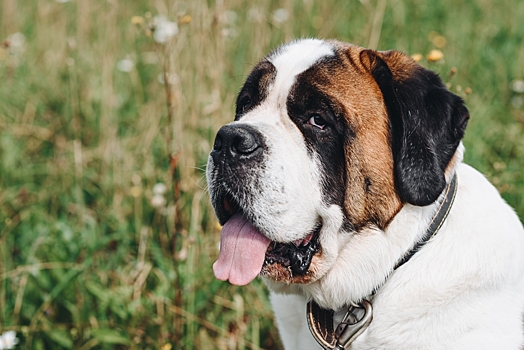 Сколько живут сенбернары в домашних условиях – продолжительность жизни породы и как ее продлить