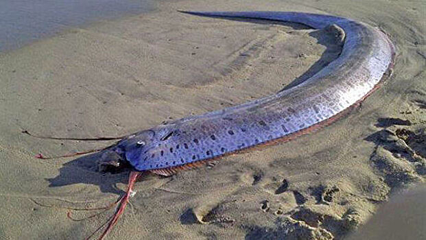 Ученый раскрыл причины появления сельдяного короля у берегов России