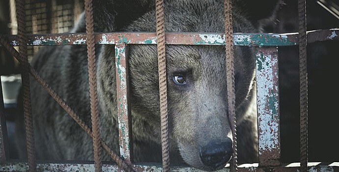 Спасти от смерти медведей крымского зоопарка собирается экс-мэр Магаса