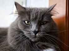 В Госдуме предложили ограничить число домашних животных в квартирах