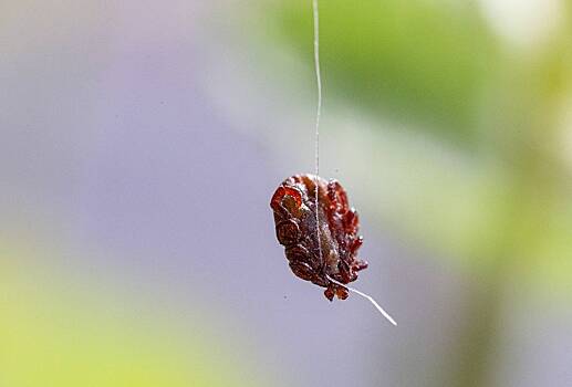 В Подмосковье массово пробудились клещи