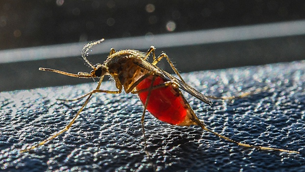 Вирусолог перечислил самые опасные инфекции на популярных у россиян курортах