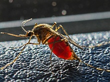 Вирусолог перечислил самые опасные инфекции на популярных у россиян курортах