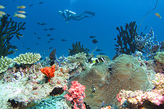 Охота за сокровищами вместе с Baros Maldives