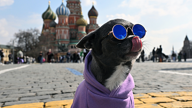 В Москве рекомендовали утеплять небольших собак при температуре около 5 градусов